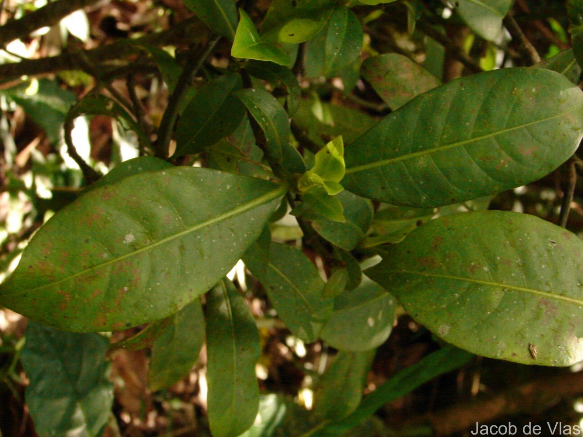 Psychotria nigra var. nigra